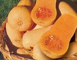 Тыква Арабатская купить
