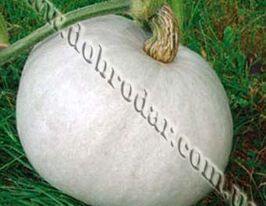 Волжський Сірийкупити