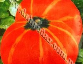 Мандаринчиккупити