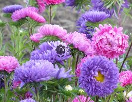 Карминовая пионовидная купить