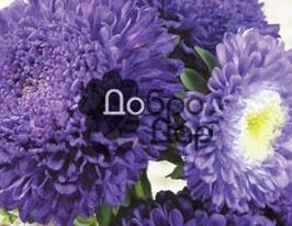 Помпонная голубая с белым сердцем купить