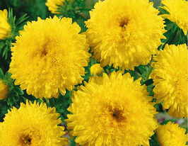 Айстра Принцеса жовтакупити