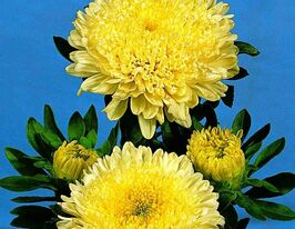 Астра Принцесса желтая купить