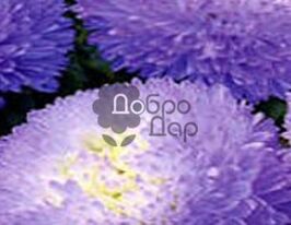 Принцесса серебряно-голубая купить