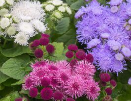 Агератум сумішкупити