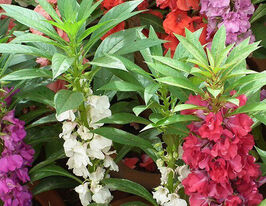 Бальзамін садовий сумішкупити