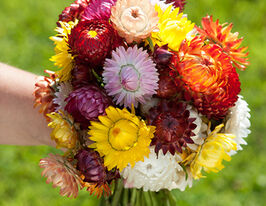 Гелихризум (Бессмертник) высокий смесь купить