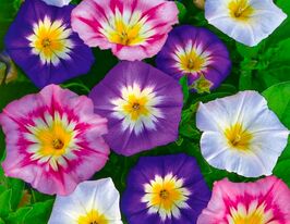 Вьюнок трехцветный купить