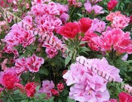 Годеція Карликовакупити