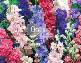 Дельфініум однорічнийкупити