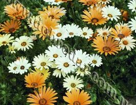 Диморфотека смесь купить