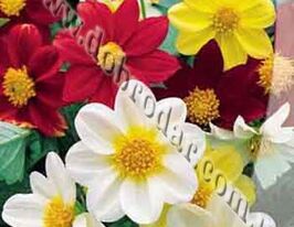 Жоржина Веселі Хлопцікупити