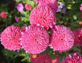 Агератум Рожеві кульки (Рожевий туман)купити