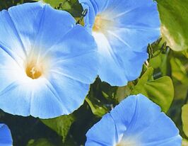 Іпомея блакитнакупити