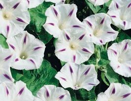 Іпомея Мілкі Вейкупити