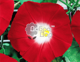 Ипомея красная купить