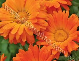 Календула махровакупити