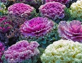 Капуста Декоративнакупити