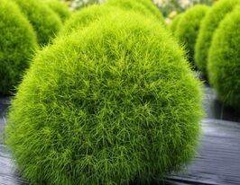 Кохія скопарія трихофілакупити