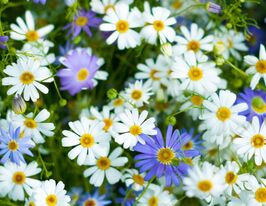 Брахікомакупити