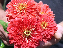 Майорці Атракціонкупити