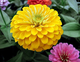 Майорці Золотий Соверенкупити