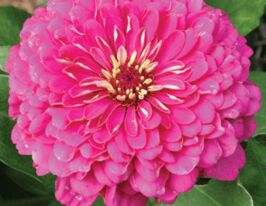 Майорці Ілюмінація рожевікупити