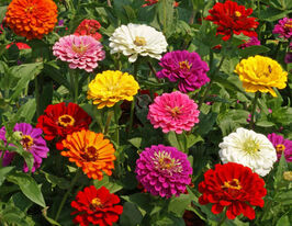 Майорці Каліфорнійський гіганткупити