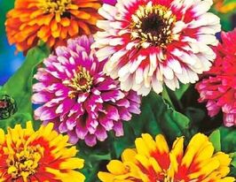 Майорці Каруселькупити