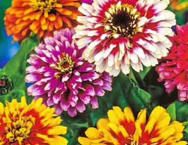 Цинния Карусель купить