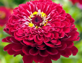 Майорці Крімсон Монарх червонікупити