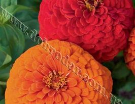 Майорці Помпонні сумішкупити