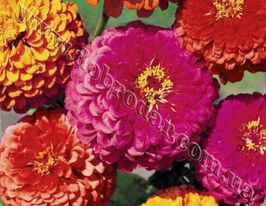 Майорці Пурпур Принцкупити