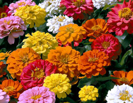 Майорці сумішкупити