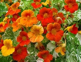 Настурция вьющаяся смесь купить