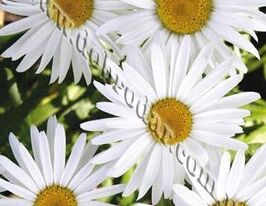 Нивяник белая ромашка купить