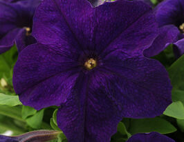 Петунія Альдерман фіолетовакупити