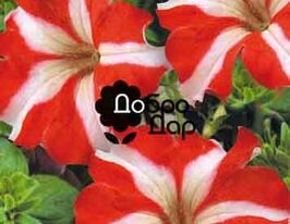 Петунія насичено-червонакупити