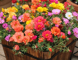 Портулак Великоквітковий сумішкупити