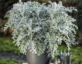 Цинерария Сильвер Даст купить