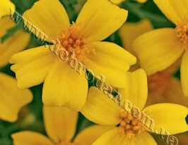 Чорнобривці Лулукупити