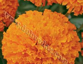 Чорнобривці Оранжеві високікупити