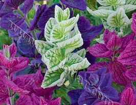 Шавлія Хормінумова сумішкупити