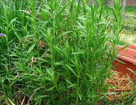 Эстрагон (тархун) купить