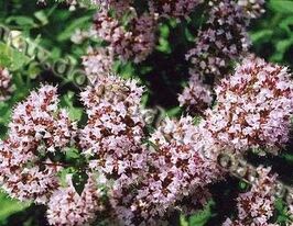 Оріганкупити