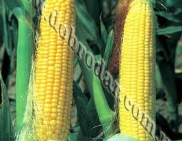 Тронка F1купити