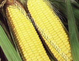 Спокуса F1купити