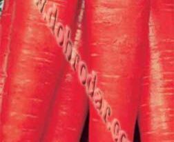 Морква Червоний Велетенькупити