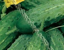 Аист купить