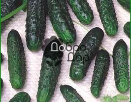 Баша F1 купить